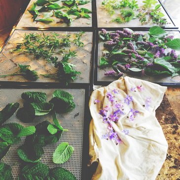 drying herbs {wholly rooted}
