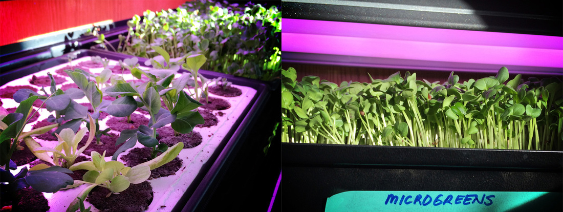 Simple ebb and flow tray system for microgreens and baby greens. {wholly rooted}