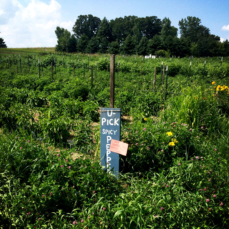 organic farm {wholly rooted}