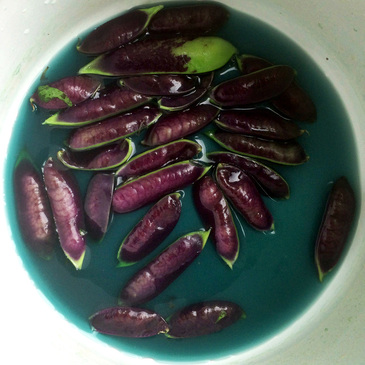purple pea pods make blue water {wholly rooted}