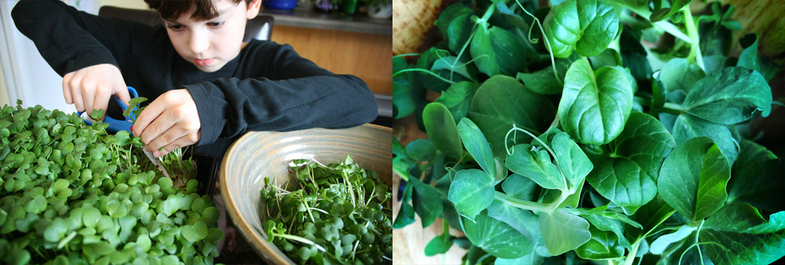 Harvesting Microgreens. {wholly rooted}