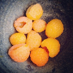 golden raspberries {wholly rooted}